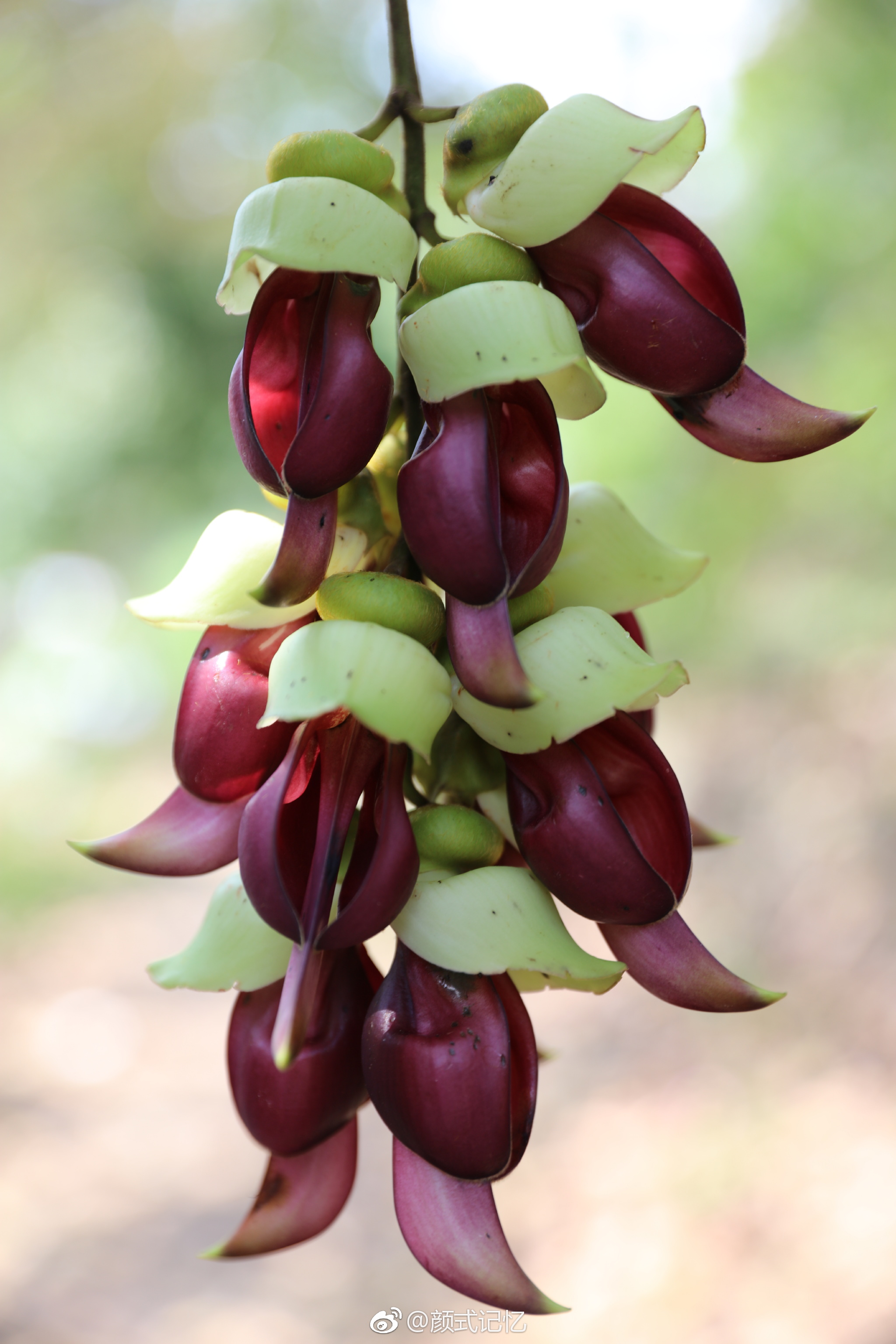 欢快,快乐,脱俗的爱一一禾雀花.(拍摄于江门蓬江公坑寺水库旁)