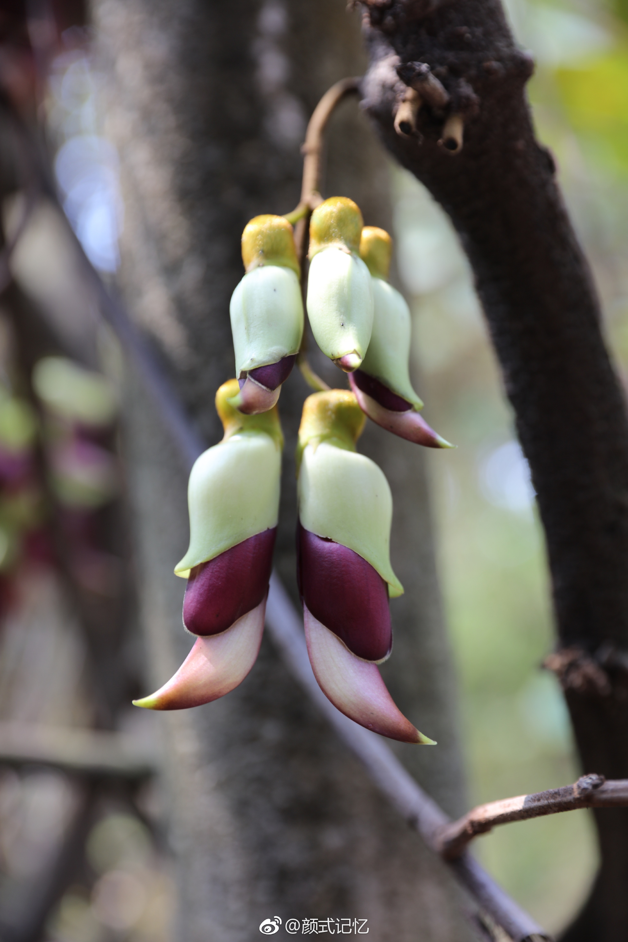 欢快,快乐,脱俗的爱一一禾雀花.(拍摄于江门蓬江公坑寺水库旁)