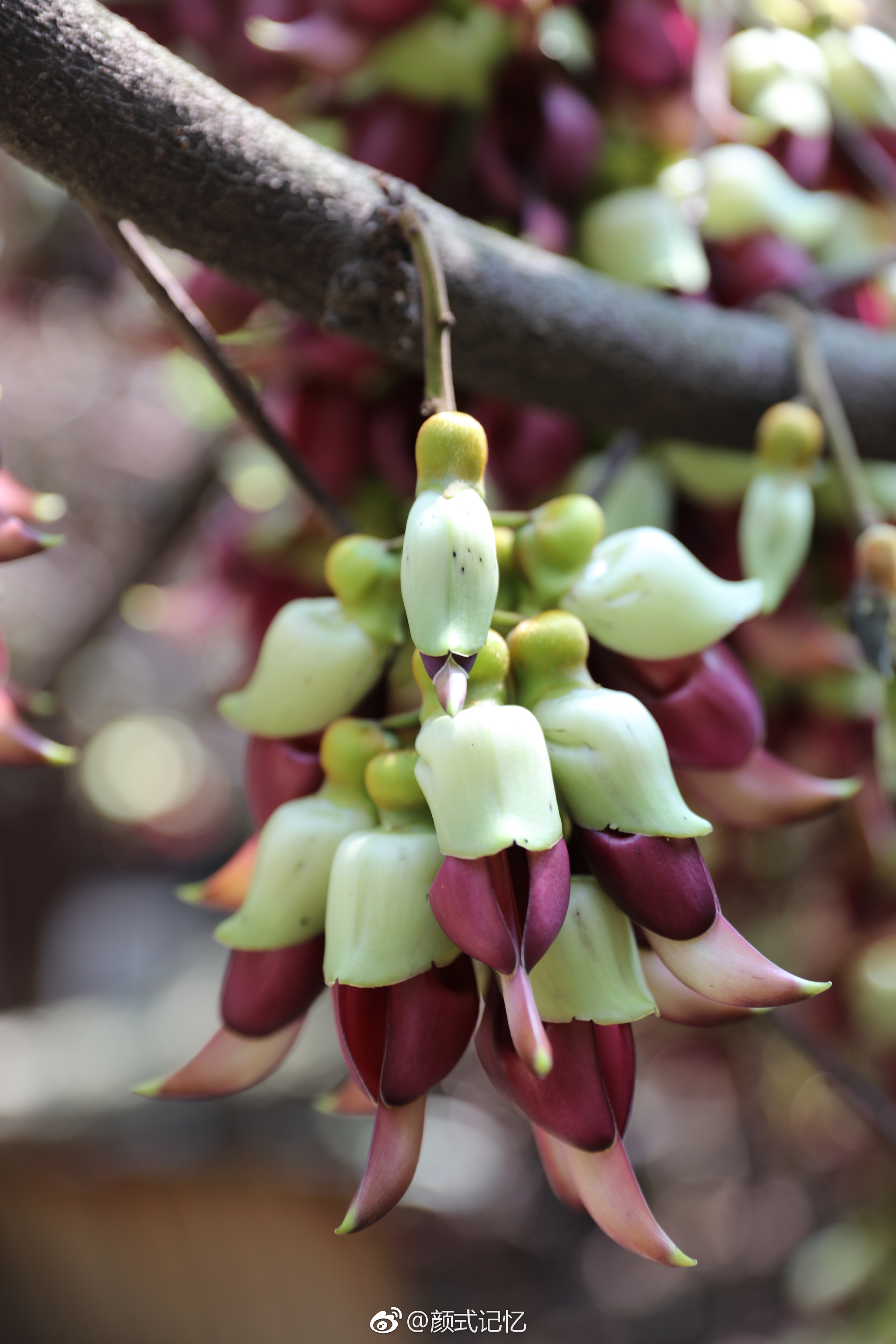 欢快,快乐,脱俗的爱一一禾雀花.(拍摄于江门蓬江公坑寺水库旁)