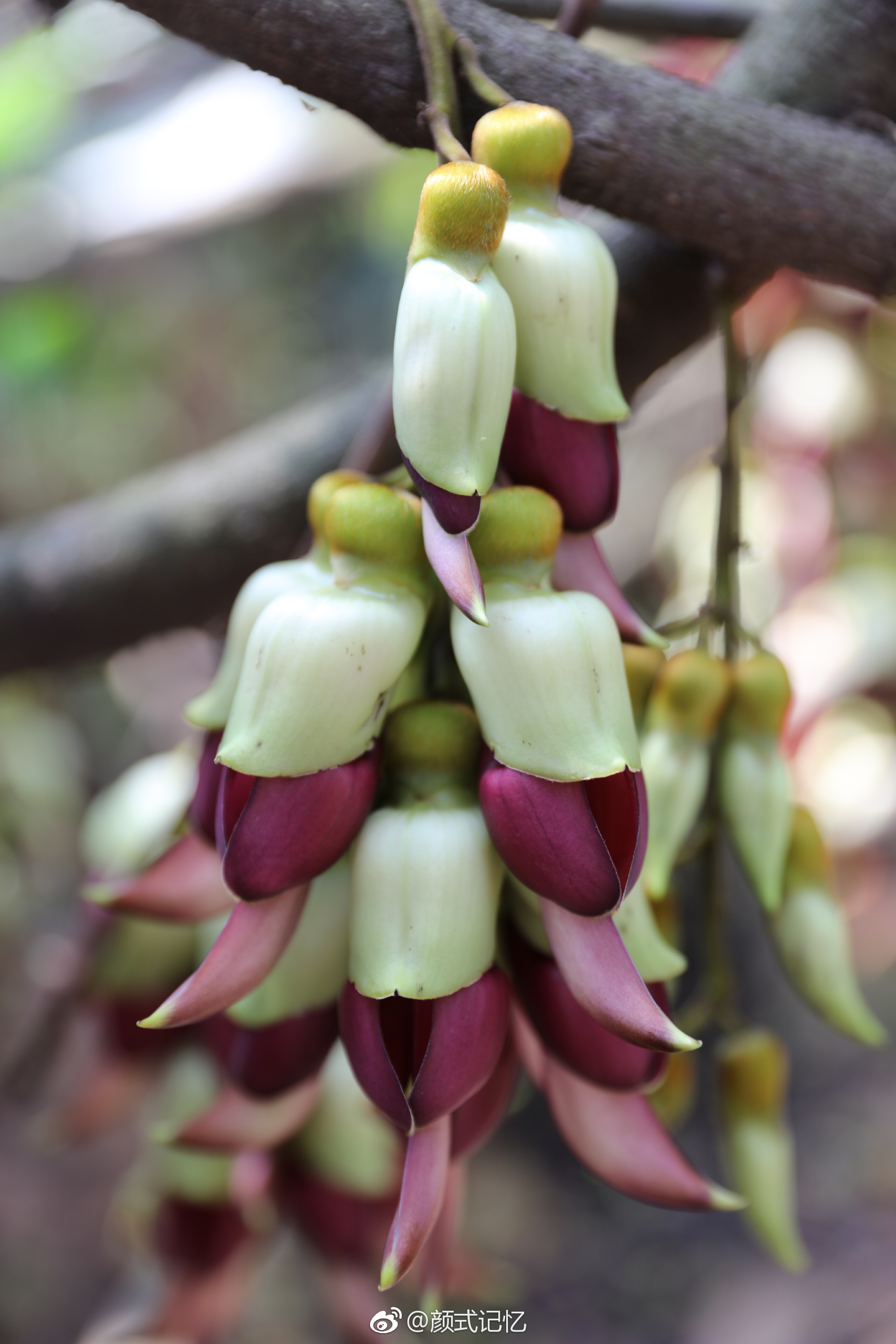 欢快,快乐,脱俗的爱一一禾雀花.(拍摄于江门蓬江公坑寺水库旁)