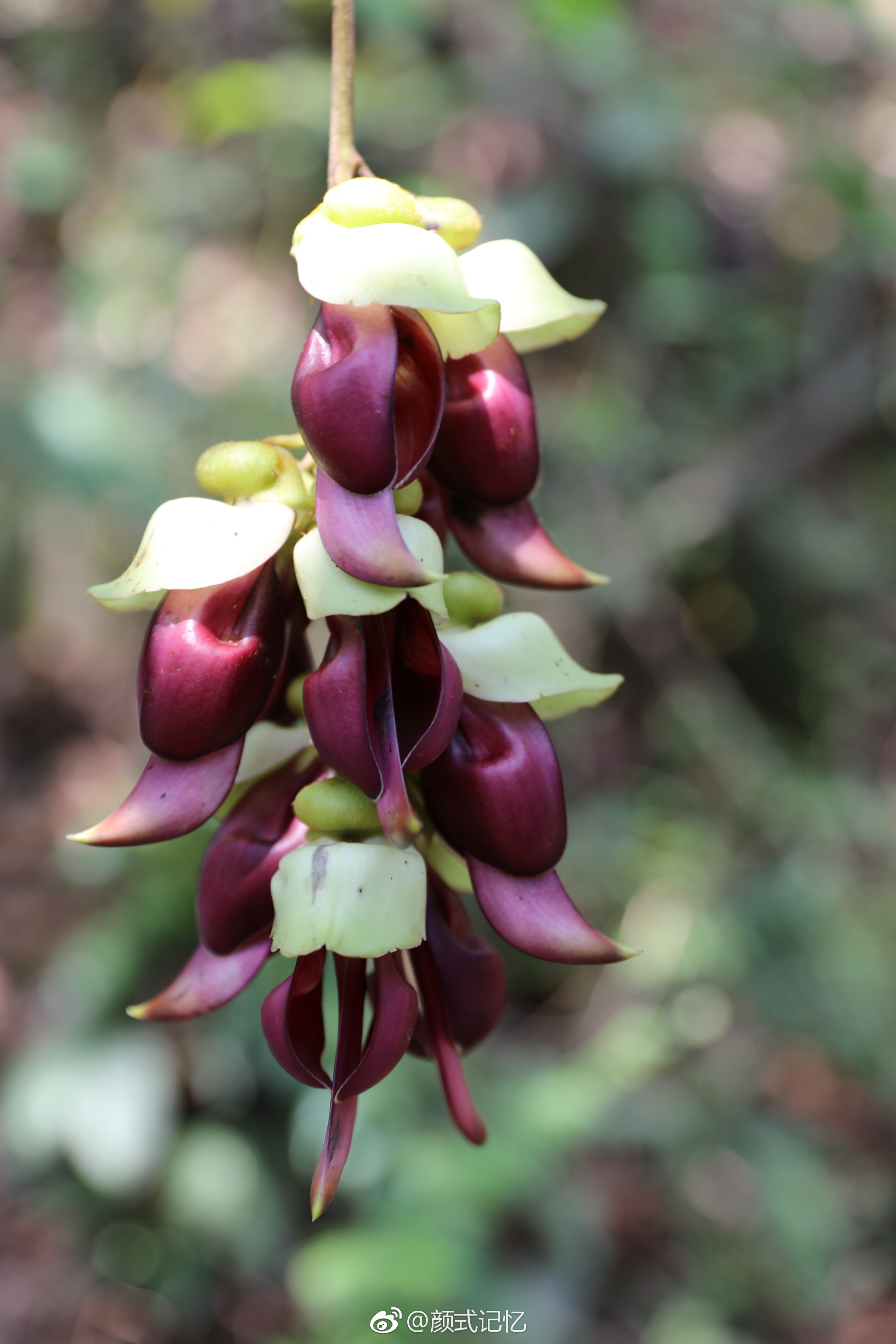 欢快,快乐,脱俗的爱一一禾雀花.(拍摄于江门蓬江公坑寺水库旁)