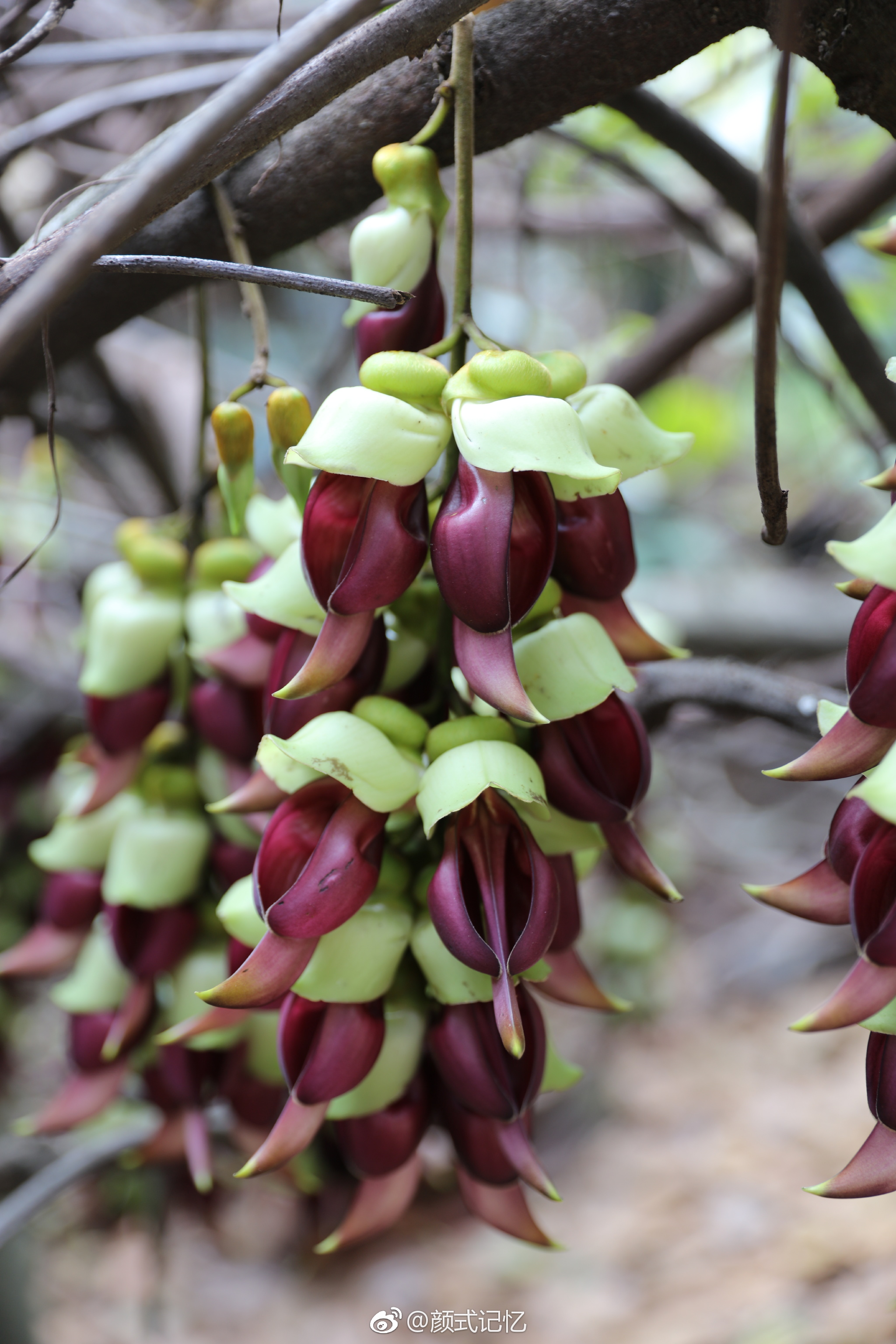 欢快,快乐,脱俗的爱一一禾雀花.(拍摄于江门蓬江公坑寺水库旁)