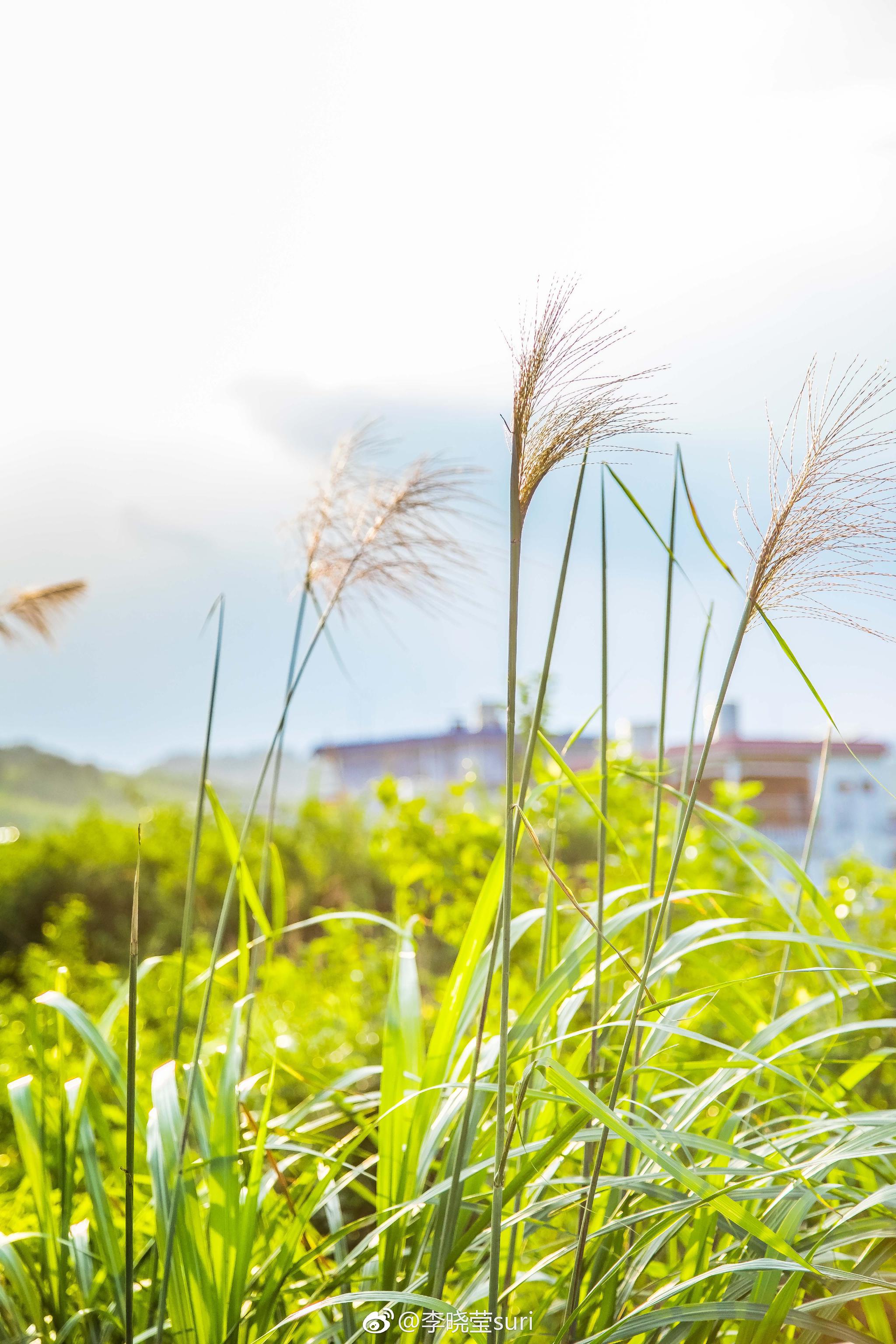戏水徒步吸氧在从化溪头古村沿着田径溯溪而上拾取一抹南方夏日的阳光