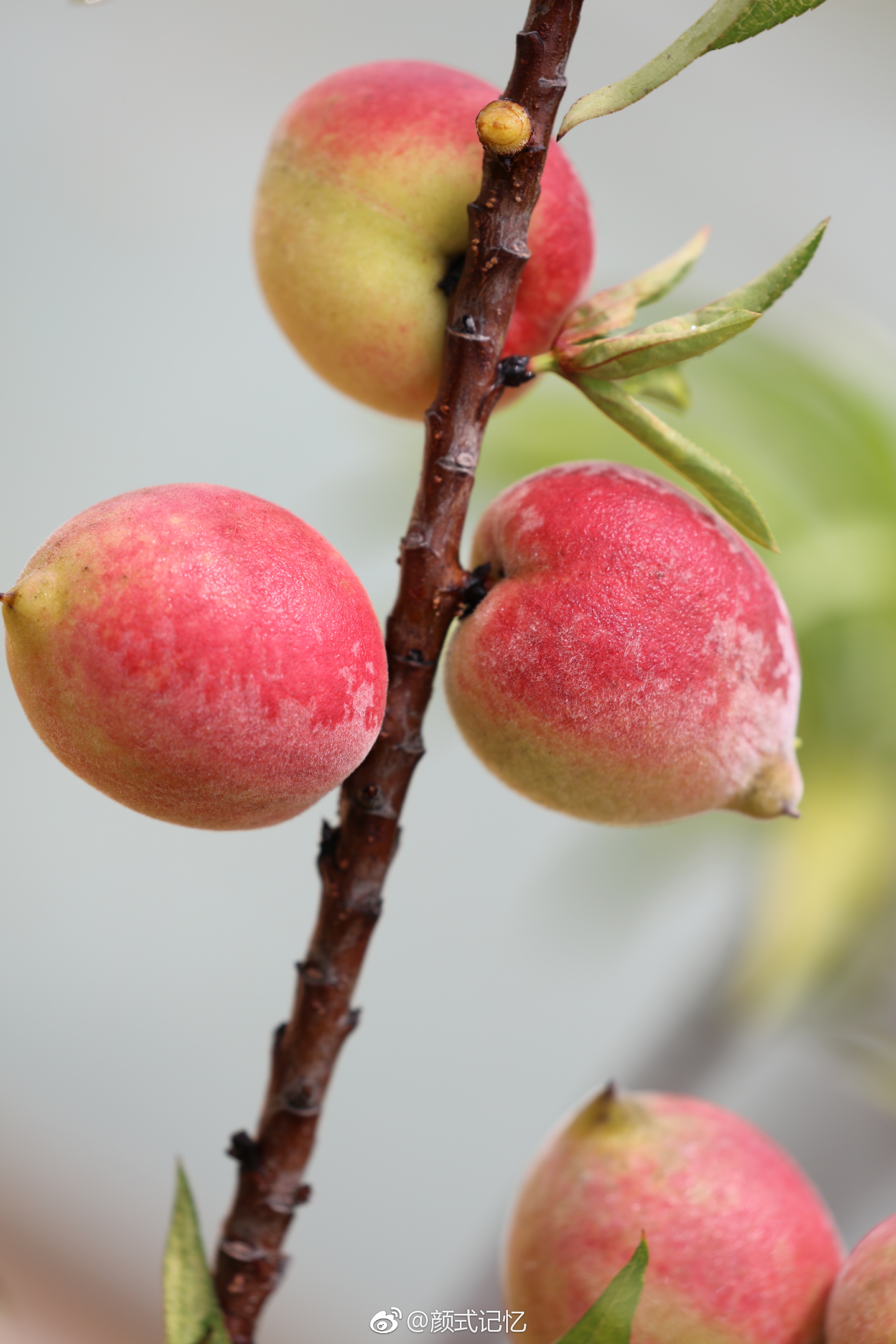 小桃真红啦一一桃花惹人爱美花开结果长大红熟