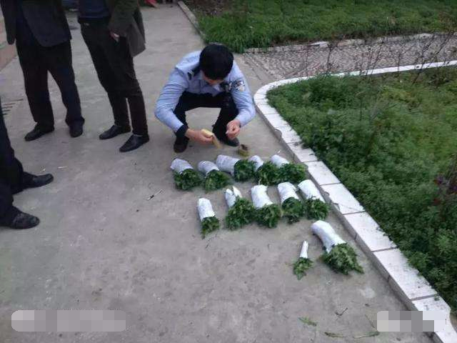 然而,一些"法盲"听信罂粟幼苗(俗称大烟苗)做菜好吃的传言,在闲置的