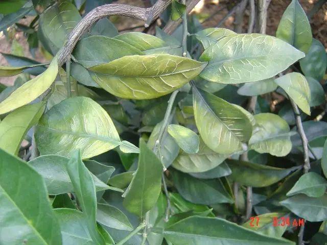 缺硼的成叶和老叶从叶脉开始黄化,最终整个叶片都出现黄化,叶肉变厚