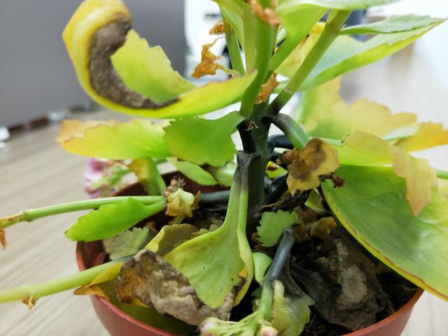 经验分享|夏季长寿花黑腐,烂根,黄化