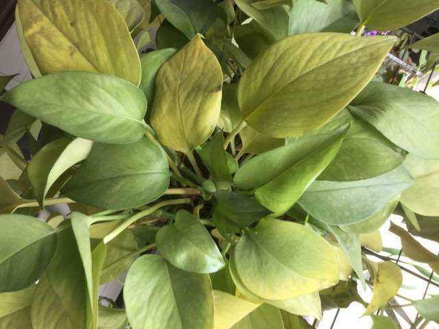 绿萝,叶片发黑发黄,一招解决,绿油油的,10年都不黄叶!