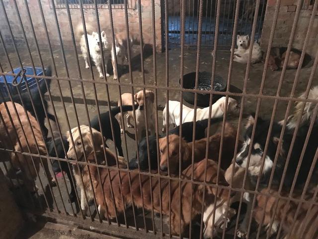成都美女寻爱犬,意外闯进屠狗场,170只名犬刀下获救!