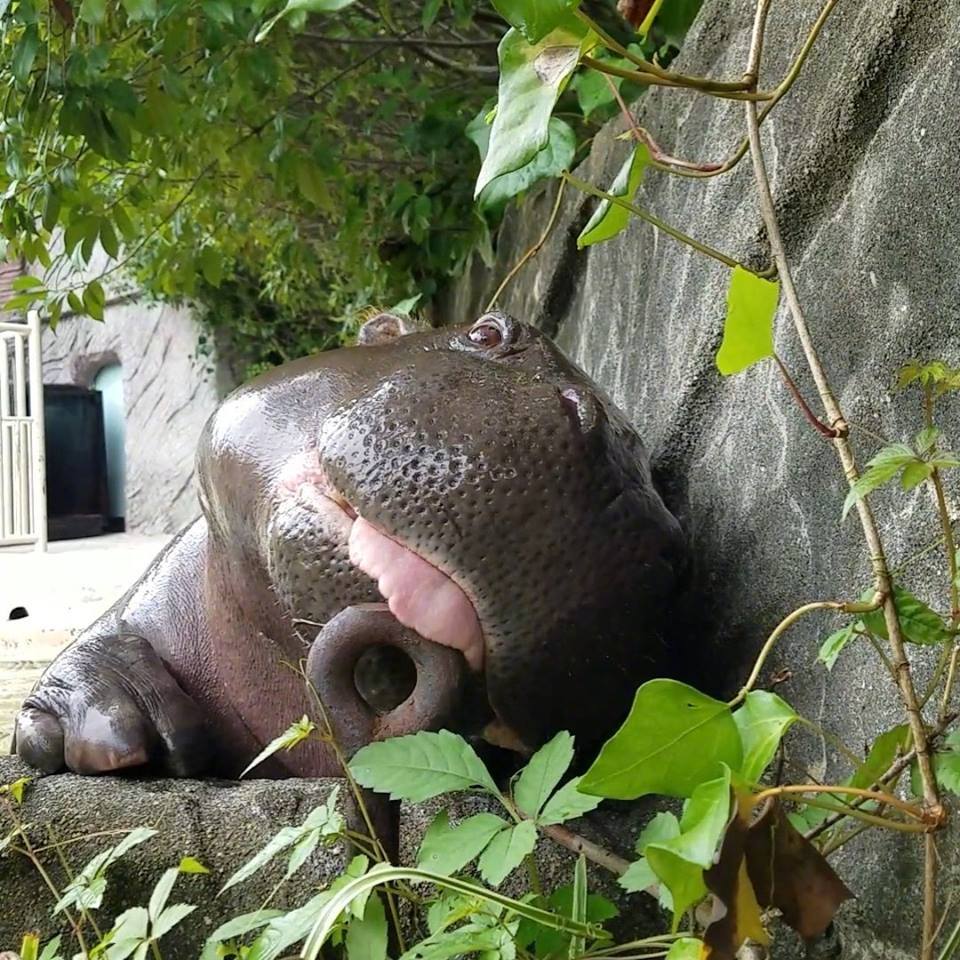 一只爱吐舌头的小河马