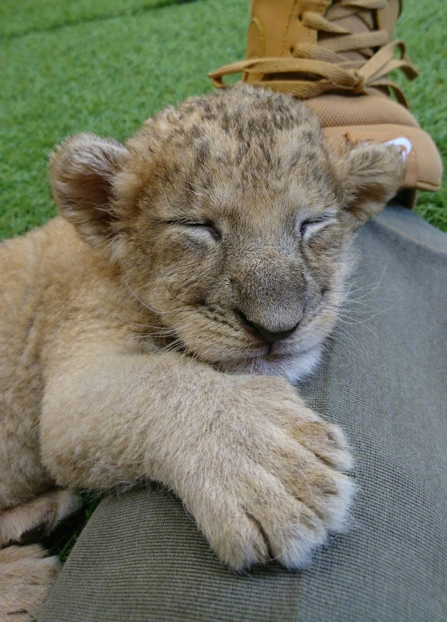 来自秋吉台野生动物公园的小狮几|野生动物|秋吉台|公园_新浪新闻