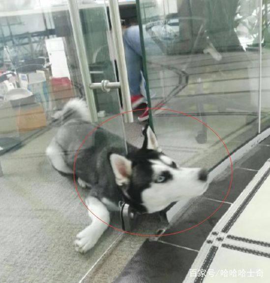 带着二哈去上班,突然同事跑过来说:你家的狗脑袋被门夹了