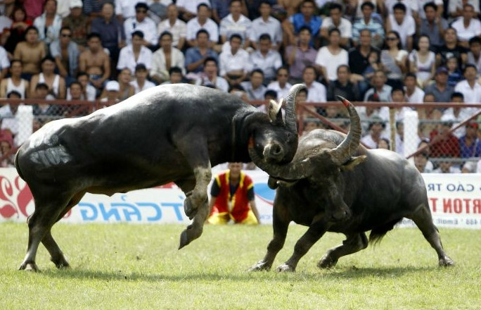 实拍越南残忍节日将耕地牛用来相斗胜败最后难逃一死