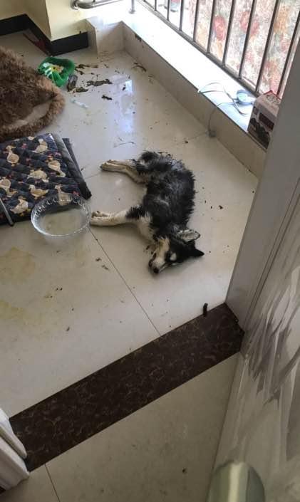 主人回家发现一片狼藉, 到处找二哈准备教训, 找到后却傻了眼