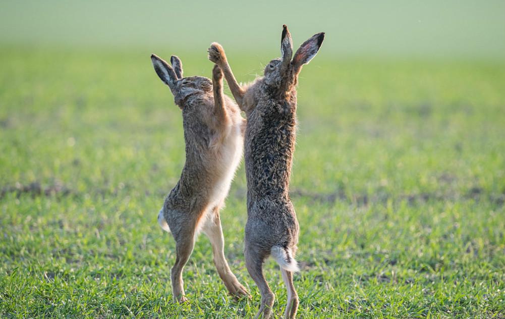雄兔为求偶草地上大打出手 动作搞笑似跳舞