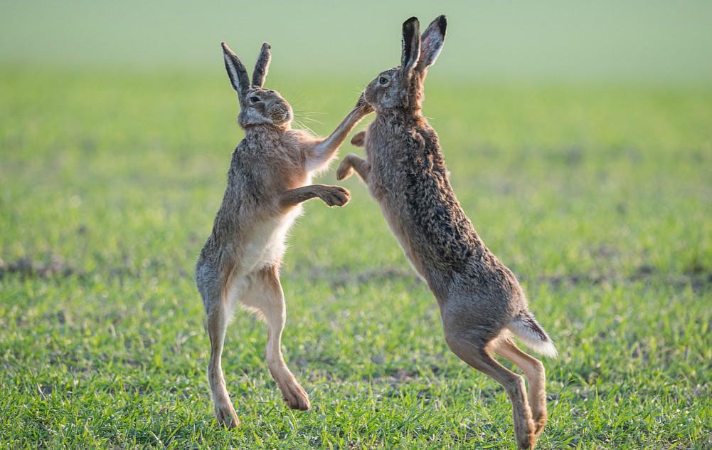 雄兔为求偶草地上大打出手 动作搞笑似跳舞