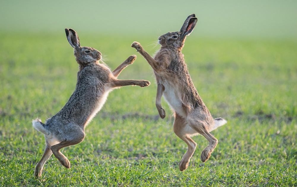 雄兔为求偶草地上大打出手 动作搞笑似跳舞