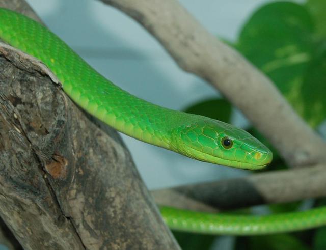 属蛇的人未来5天得财神撑腰,运势火爆,加上他们为人仗义,做事一丝不苟