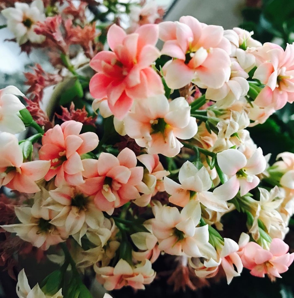 长寿花快速开花小秘籍分享,养护得当,圣诞节就能花团锦簇