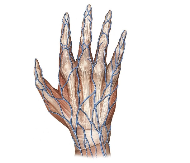 快看看自己的手:手上青筋越多说明身体越差|青筋|静脉曲张|静脉_新浪