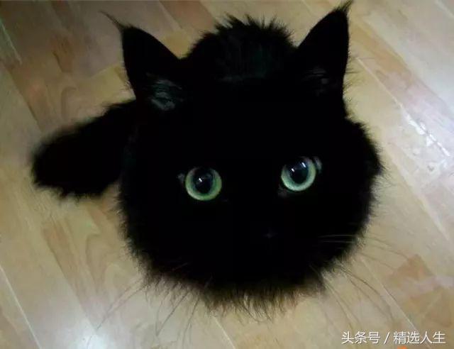 谁说小黑猫不能养,你看
