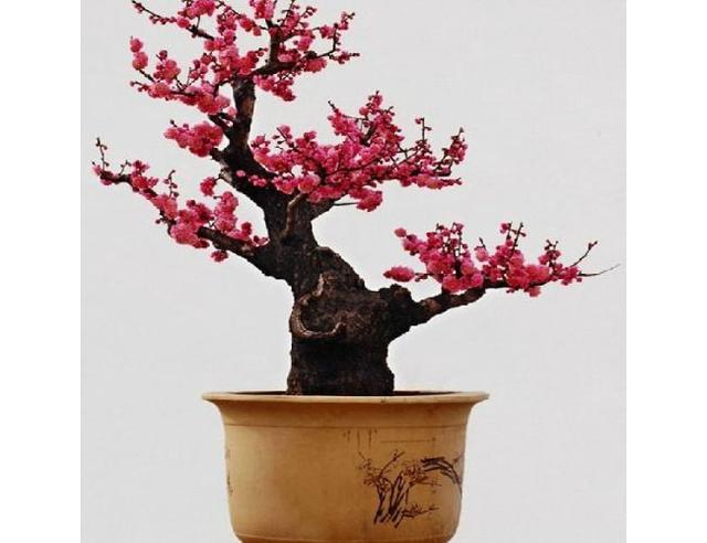 朱砂梅盆景养护大全,造型极美,花朵小巧可爱