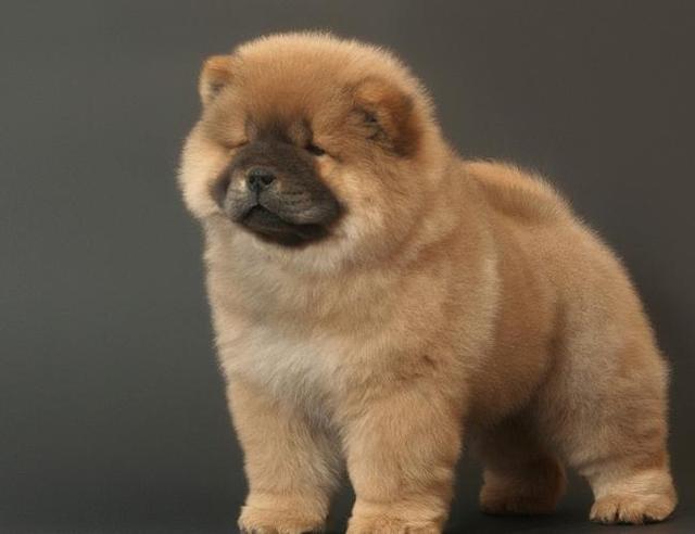 它待人冷漠?最爱我行我素,这便是不一样的松狮犬!