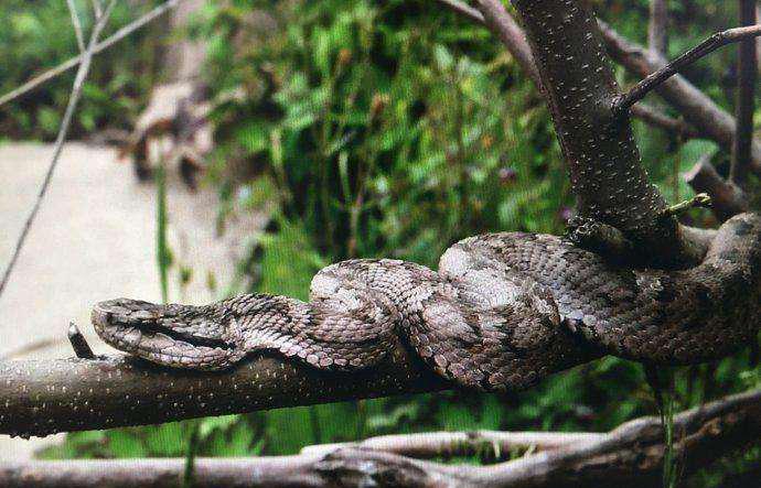 世界最大的毒蛇岛, 竟然在中国.千百年没人敢去