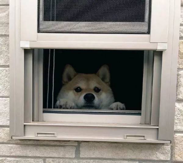 正文          当然也不是所有暗中观察的狗子都那么可怕,有些就很暖