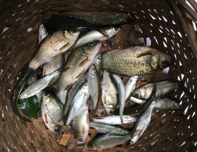 它俗称"千年鱼"市场上15元一斤,钓不绝吃不绝,却栽在地笼里