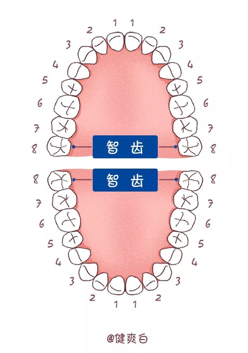 智齿,你真是进化史上的一个大麻烦!