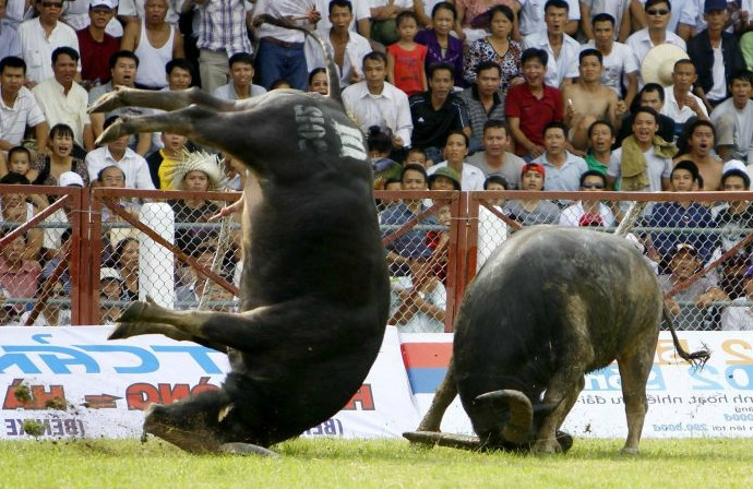 实拍越南残忍节日将耕地牛用来相斗胜败最后难逃一死