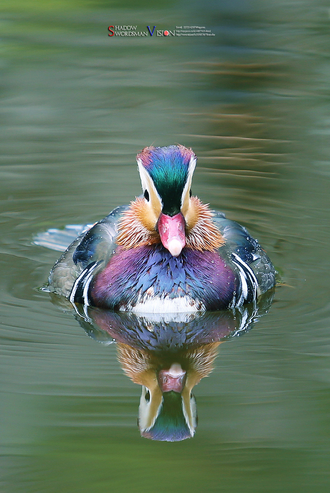 有一种色彩叫五彩,有一种水鸟叫鸳鸯;当二者合一,你会发现