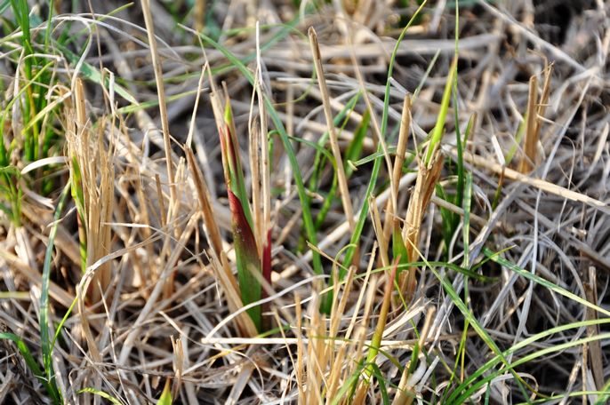 农村这种可生吃的野菜有钱也买不到可治流鼻血防中暑吃过吗