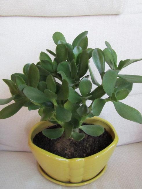 燕子掌绿油油超耐看学会这样养开花爆盆能更快