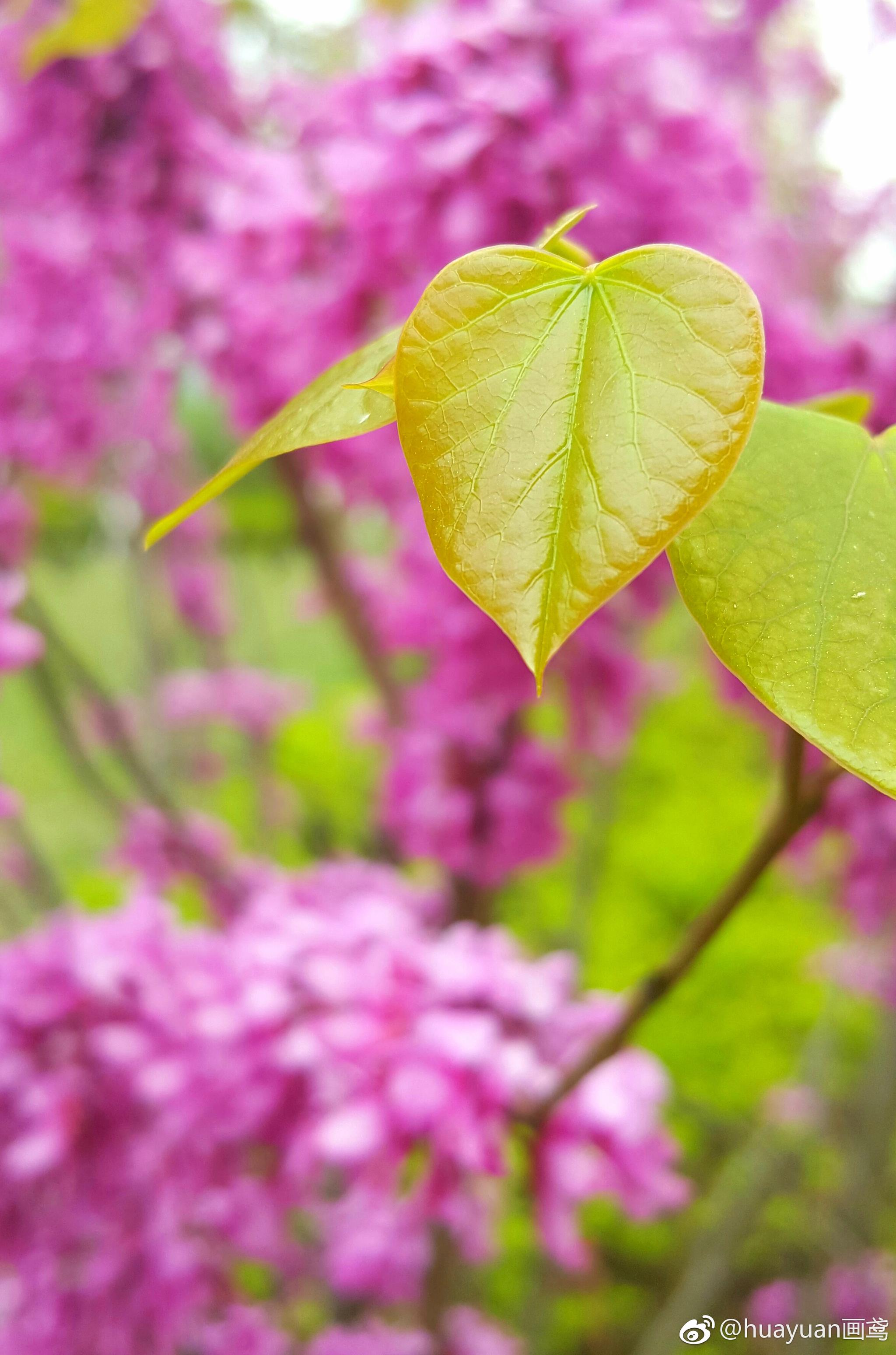 风吹紫荆树色与春庭暮