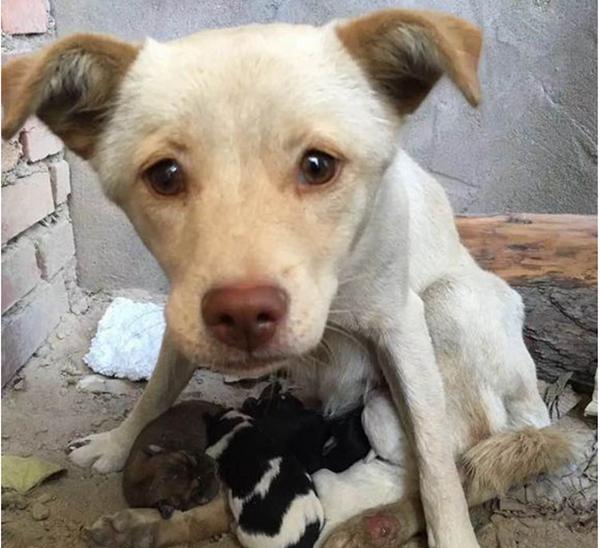流浪狗带着刚出生的小宝宝靠捡垃圾生活,被救助后的笑容让人落泪