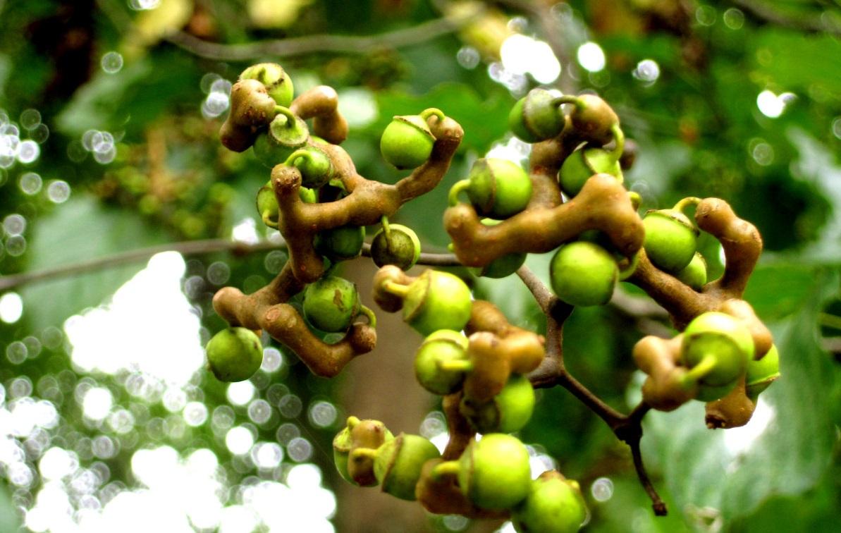 我是一种长得像鸡爪的梨酒后吃几个能醒酒安神