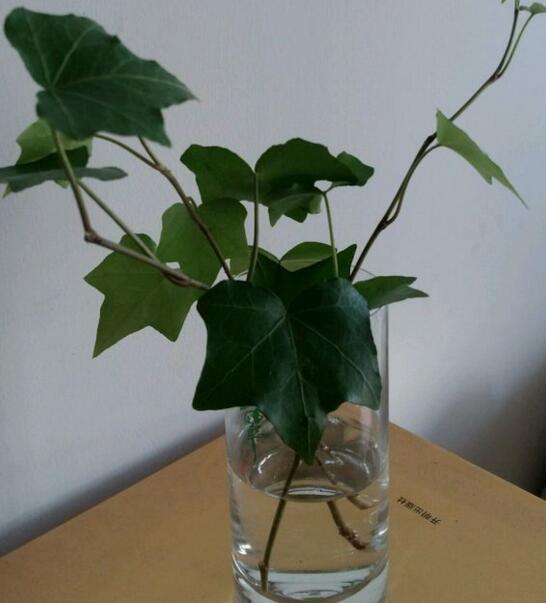 水培常春藤只需一节枝一杯水,生根养活不黑腐!