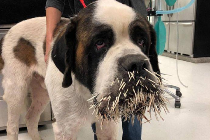 狗狗与豪猪打架被扎了一脸刺网友直呼看着都觉得痛