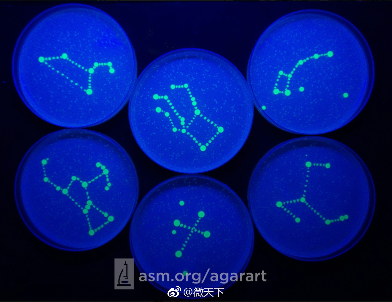 你在纸上画画还不行人家已经拿培养基画画了