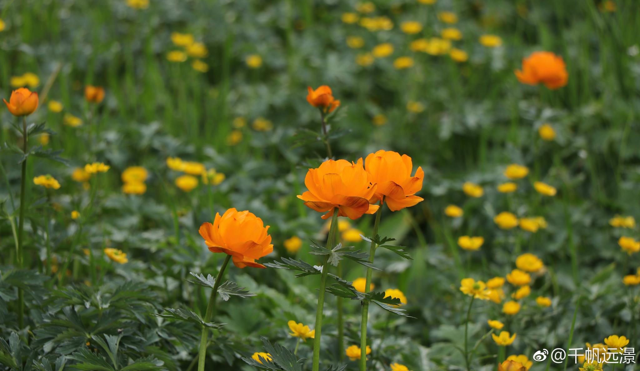 金莲花,喀纳斯花季的使者.在喀纳斯辽阔的草原上