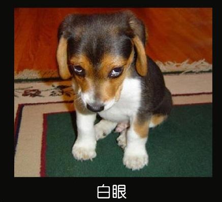 宠物囧图:搞笑的宠物表情大全