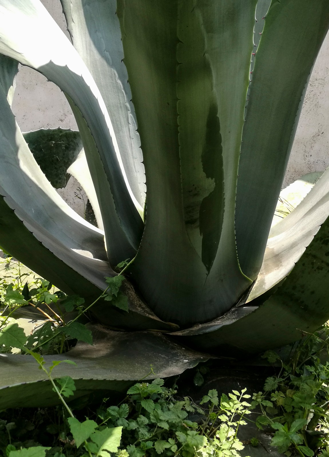 芦荟之王难得一见这个大叶芦荟到底长了多少年你见过没