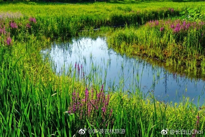 二道白河湿地花海开放时间为7月初至9月中旬,最佳观赏时间在8月