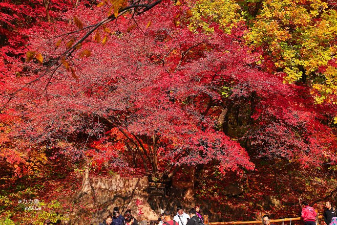 本溪赏秋:独具枫情的枫王与枫后