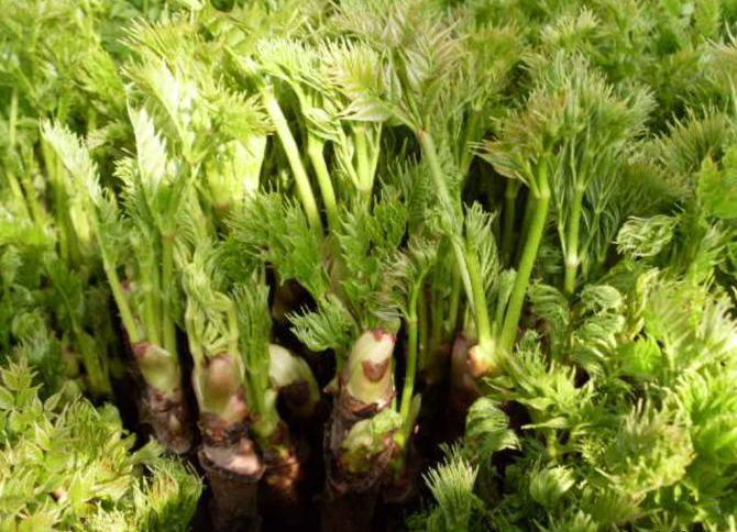 农村这种野菜,民间称它为"树上人参",却大部分出口到国外|刺老芽|野菜