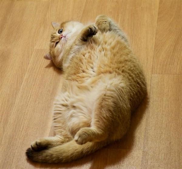 现实版"靴猫剑客"吸粉无数 萌翻网友: 好想养一只猫咪!