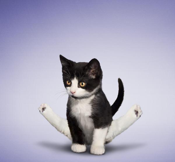 当天真无邪的阿猫们摆出这种高级瑜珈动作, 让人看得心都软了