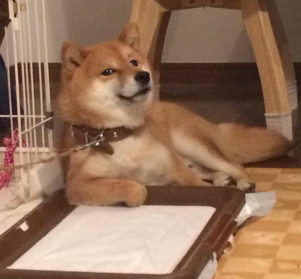 看犬界表情包鼻祖如何复仇|表情包|鼻祖|柴犬_新浪新闻